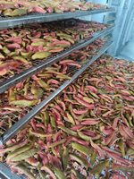Premium Zachte Gedroogde Guave COMMON Vietnam Natuurlijk Kauwbaar Fruit Groothandel Leverancier - Mevr. Tarina