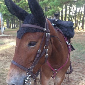 บังเหียนม้าสแตนเลสไนลอนแบบปรับได้ ทนทาน บุนุ่ม ระบายอากาศดี พร้อมสายรัดศีรษะ สายรัดจมูก และสายบังเหียน ลดราคาพิเศษ - Product Image 5