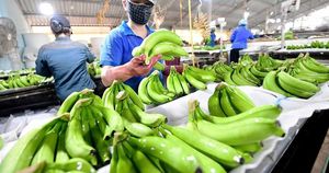 [VENTE CHAUDE] Bananes Cavendish BLUE LOTUS FARM Vertes Fraîches Sucrées Qualité Export 2kg pour Consommation Directe Smoothies et Cuisine - Product Image 6