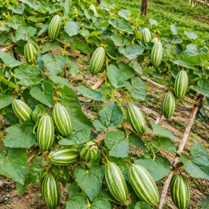 Calabaza Verde Fresca de Calidad de Exportación, Suministro Directo de Granja de Bangladesh, Productos Frescos Premium, Seis Estaciones, Agro - Product Image 3