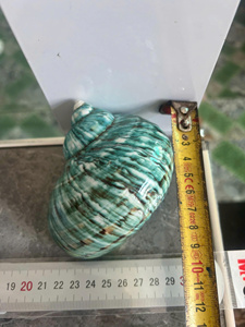 Coquillage turquoise naturel émaillé, fait main, durable, décoration artisanale pour la maison, au toucher réel et de forme naturelle, pour usage décoratif - Product Image 4