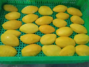 มะม่วงแช่แข็งแบบชิ้นสำหรับสมูทตี้และการแปรรูปอาหาร - Product Image 5