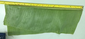 2025! Chaud de haute qualité 100% naturel frais feuille de bananier Vietnam exportation produit agricole meilleur vendeur - Product Image 5