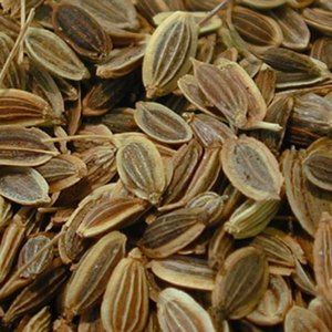 Extracto de Semillas de Diente de León Silvestre Natural Premium, Sabor Herbal Fresco, Uso Diario en Cocina, de la India, Exportación a Granel a Bajo Precio - Product Image 5