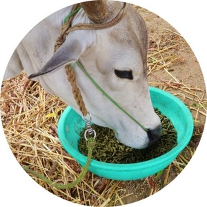 Aliments pour animaux de qualité supérieure, granulés de Moringa, exportés vers tous les pays depuis l'Inde au prix le plus bas - Product Image 3