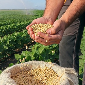 Graines de soja non OGM à haute germination pour une culture agricole fiable – Graines de soja non OGM en vrac - Product Image 6