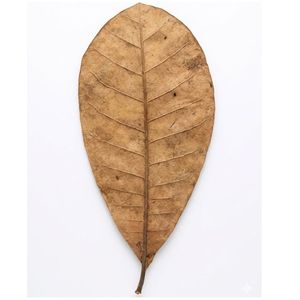 Natural Dried Jackfruit Leaves 19 to 25 cm /7 to 9 Inches in Size for Aquarium Pack of 15 Leaves - Product Image 6