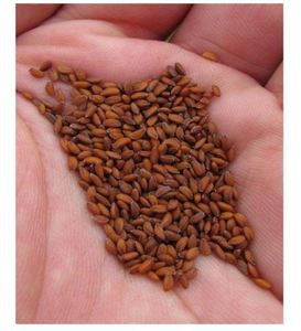 Graines de cresson de qualité supérieure utilisées pour les préparations alimentaires traditionnelles au meilleur prix du marché par l'exportateur de graines de cresson - Product Image 1