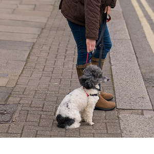 Correa de moda para mascotas con cincha resistente, correa de mano cómoda y gancho metálico seguro para mascotas activas - Product Image 3