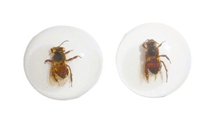 Cabujón de Plástico con Espécimen Real de Abeja, Redondo, 25x25 mm, Base Plana Blanca, para Manualidades y Joyería - Product Image 4