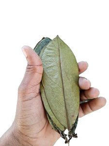 Hojas de Guanábana Secas al Sol de Origen Vietnamita, Grado Premium, Selección Botánica Natural, Procesadas Limpias, Aromáticas, Producto Listo para Exportación - Product Image 6