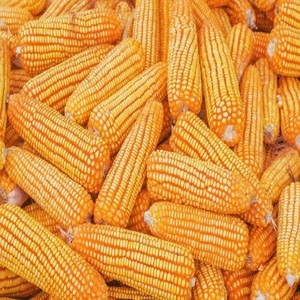 ข้าวโพดเหลืองแห้งคุณภาพสูงสำหรับมนุษย์และสัตว์ ไม่ใช่พืช GMO อายุการเก็บรักษา 24 เดือน - Product Image 1