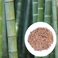 Semillas de Bambú Naturales de Primera Calidad, Semillas de Bambú Secas de Grado Alimenticio, Semillas Herbales Indias, Venta al por Mayor, Exportación, Suministro a Granel