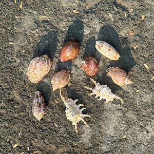 เปลือกหอยผสมเวียดนามแท้ สำหรับตกแต่งสปาอย่างมืออาชีพ และสร้างบรรยากาศเขตร้อนที่ไม่เหมือนใคร โดย 99 โกลด์ ดาต้า - Product Image 3