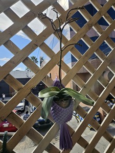 Handmade Purple Macrame Hanging Basket For Fruits <b>Vegetables</b> Kitchen Storage And Aesthetic Home Organization From India - Product Image 2
