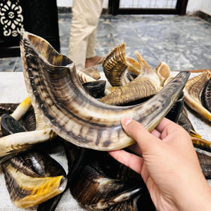 Haute qualité poli fabriqué à la main yéménite Shofar corne naturelle soufflant Rosh Hashanah casher certifié - Product Image 5