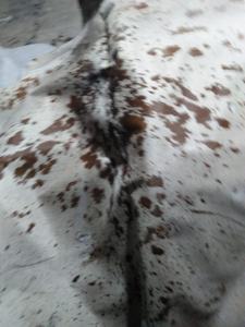 Cow Hide Animal Print <b>Large</b> Size Custom Shape Area <b>Rug</b> <b>for</b> <b>Living</b> <b>Room</b> and Commercial Use Made in India - Product Image 2