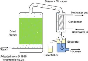 ALOURA OILS Amber Authenticate Essence with Amber Resin Sandalwood & Distilled <b>Water</b>-Aromatherapy Religious & Spiritual Use - Product Image 5
