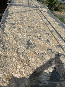 Escamas de pescado seco de alta calidad, proveedor superior para toda la venta, exportación, conservado con agua envasada en bolso-Ms Lily - Product Image 6