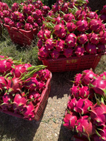 Premium VIETFAP Witte Drakenvrucht Diepvries Vers Zachte Smaak Exportkwaliteit Tropisch Fruit 30-40 Dagen Houdbaarheid Vietnam