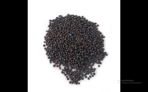 Factory Direct Bulk Supply Premium Natural White Mustard Seed Herbal <b>Plant</b> for Spice & Culinary Industry - Product Image 1