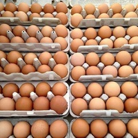 Œufs de poule bruns frais biologiques brésiliens de haute qualité, œufs de table, durée de conservation de 24 mois, prix compétitif, vente en gros, marque personnalisée