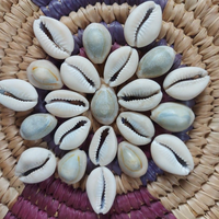 Coquilles de cauris KMI RING TOP (Cypraea sp.) Coquillages naturels du Vietnam pour l'artisanat et la décoration - Taille 1,5-2,5 cm, Vente en gros