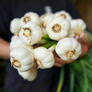 Ajo Blanco Puro 100% Orgánico, Pelado, Fresco y Dulce, de Alta Calidad, Precio al por Mayor, para Uso Alimentario - Product Image 2
