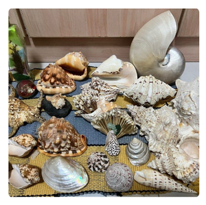 เปลือกหอยขนาดใหญ่สำหรับตกแต่งตู้ปลาและตู้ปลา - Product Image 2