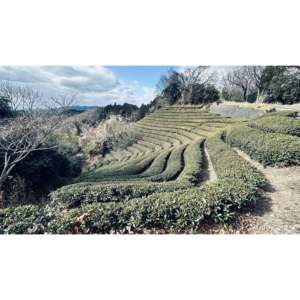 Té Verde Matcha Japonés Auténtico en Polvo, Grado Ceremonial, Té Wakokoro, Primera Cosecha, Uji Yame Kagoshima Nishio, 30g, 1 Año - Product Image 2