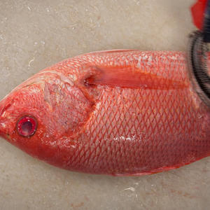 Poisson rouge entier congelé de qualité supérieure à vendre au prix de gros le plus bas - Product Image 1