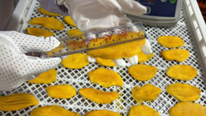 Mango Deshidratado, Fruta Tropical, Ingrediente para Postres, Repostería y Cobertura de Yogur, Dulce y Masticable, Suministro a Granel, Vietnam - Product Image 2