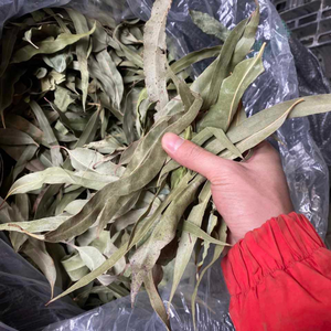 ใบยูคาลิปตัสแห้งเกรดพรีเมียมจากเวียดนาม สำหรับทำเทียนหอมและงานฝีมือที่มีคุณค่าทางโภชนาการ โดย 99 โกลด์ ดาต้า - Product Image 2