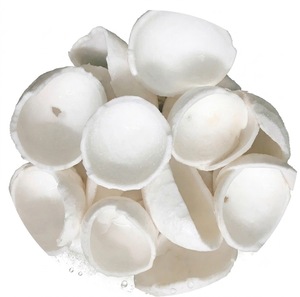 Carne de Coco Congelada IQF a Granel, en Rodajas, Premium, Blanca, Calidad de Exportación para Procesamiento de Alimentos, Venta al por Mayor, Vietnam - Product Image 2