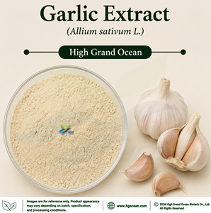 Extracto de Ajo (Allium sativum L.) de Suministro Directo de Fábrica HGO (Grado Alimenticio) con Relación de Extracción 4:1 5:1 10:1 20:1 100:1 200:1 - Product Image 1