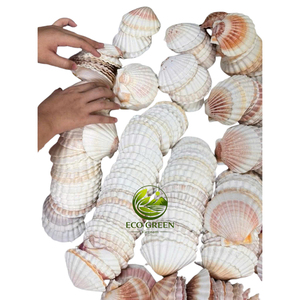 เปลือกหอยเชลล์ธรรมชาติพรีเมียม จำนวนมาก สำหรับทำเครื่องประดับ สีขาวงาช้างและสีชมพูอ่อน บรรจุภัณฑ์ปรับแต่งได้ - Product Image 3