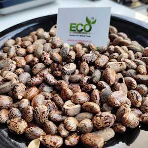 Haricots de ricin comestibles - Product Image 2