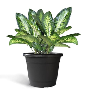 Gal Pot de pépinière Pots de plantes en plastique avec trous de drainage pour semis Plantes de jardin Fleurs et noir - Product Image 5