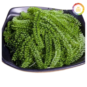 Uvas de Mar Naturales Cultivadas, Producto Fresco y Limpio - Product Image 3