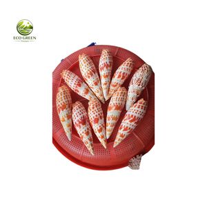 Coquille de cauris tigrée polie, décoration artisanale naturelle, thème animal, décoration intérieure, vente en gros usine Vietnam - Product Image 6
