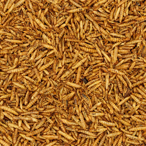 Larvas de Mosca Soldado Negra Altas en Proteínas, Secas y Desgrasadas |   Suministro al por Mayor |   OEM Disponible/ MS. ALINA - Product Image 6