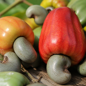 Noix de cajou vietnamiennes non transformées, matière première naturelle pour l'exportation en gros, en coque/décortiquées, durée de conservation de 12 mois, origine Vietnam - Product Image 6