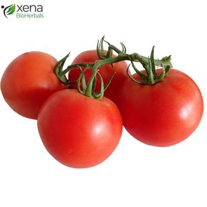 Fournisseur en gros d'extrait de tomate soluble dans l'huile, ingrédient botanique naturel pour les cosmétiques - Product Image 1