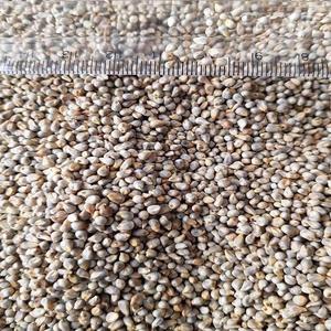 Fournisseur en gros de millet perlé d'Inde, millet vert Bajra pour les fabricants de produits alimentaires, les acheteurs en gros et l'exportation - Product Image 1