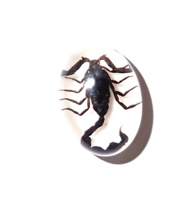 Cabujón Ovalado de Plástico con Espécimen Real de Escorpión Negro de 12x18 mm sobre Base Plana Blanca para Manualidades y Joyería - Product Image 1