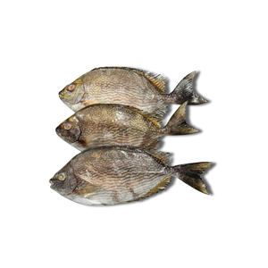 Poisson entier congelé du Vietnam, IQF, emballé sous vide, fruits de mer sauvages pour l'exportation en gros et la vente en gros - Product Image 6