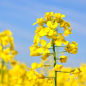 Huile de canola |   Fournisseur en gros d'huiles végétales de première qualité, fabricant OEM et marque privée - Product Image 5