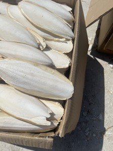 Premium Vietnam Cuttlefish Bone Body Dried Grade High Quality Bulk Wholesale Supply for Pet Stores Bird Accessories Global - Product Image 4