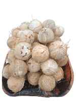Verse, rijpe, half-ontdopende Indonesische premium kwaliteit kokosnoot, beige tropisch fruit, natuurlijke bruine schaal, exportkwaliteit, heel.