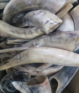 Shofars Artisanaux Modernes Écologiques Faits à la Main – Cornes de Buffle Polies Style Animal pour la Décoration Intérieure - Product Image 5